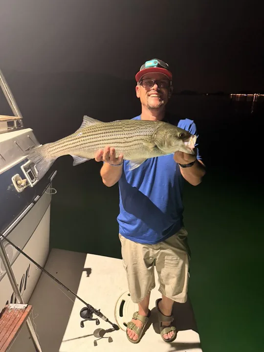 A Lake Lanier striped bass held on the boat